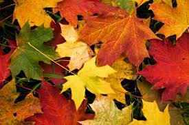 Leaves, Autumn, Fall